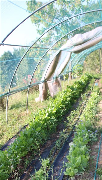 Lust am Leben und Damanhur