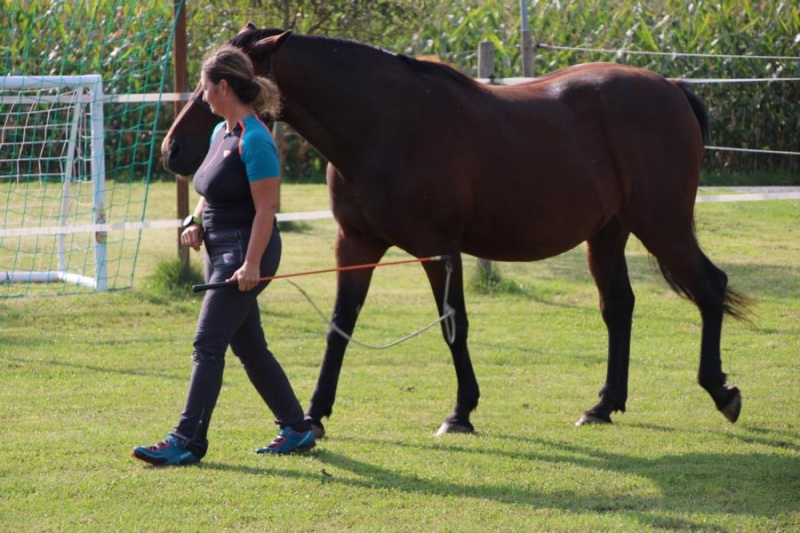 lust_am_leben_horseman_leadership_program_level_2_0