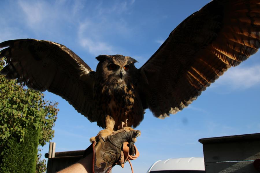 Lust am Leben Greiftiervogelshow