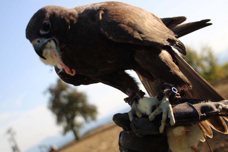 Lust am Leben Greiftiervogelshow