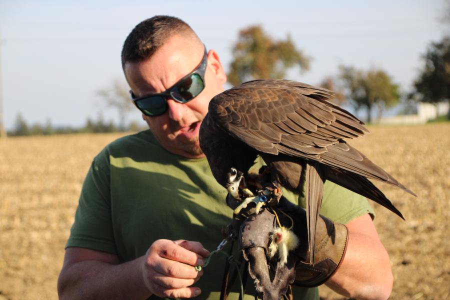 Lust am Leben Greiftiervogelshow
