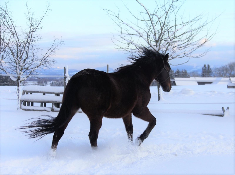 lust_am_leben_horseman_leadership_program_level