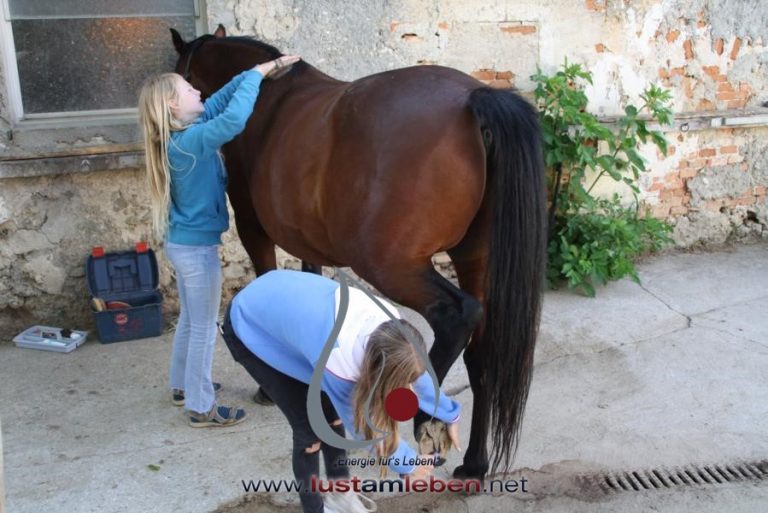 #LustAmLeben #Kindergeburtstag #AbenteuerCamp #NaturErleben #PferdeErleben #SpaßInDerNatur #KinderEvents #Linz #Wels #Gmunden #Geburtstagsfeier #OutdoorErlebnis #MentaleStärke #KinderAbenteuer